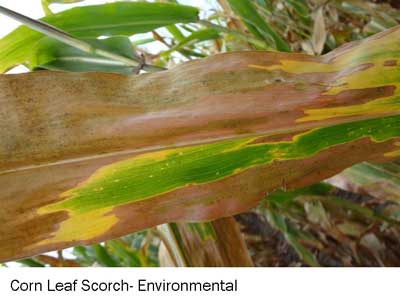 leaf-scorch.jpg leaf-scorch.jpg